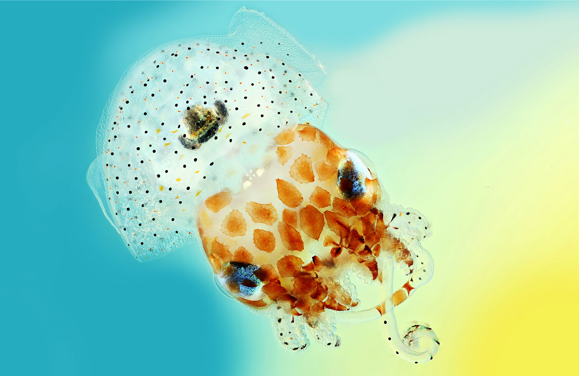 PHOTO: TRANSPARENT HAWAIIAN BOBTAIL SQUID