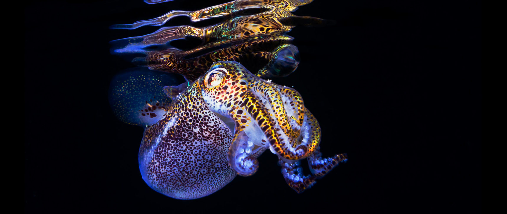 Art for "New Squid Genome Shines Light on Symbiotic Evolution"