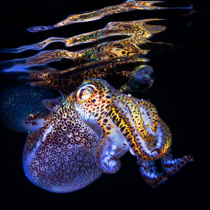 Art for "New Squid Genome Shines Light on Symbiotic Evolution"