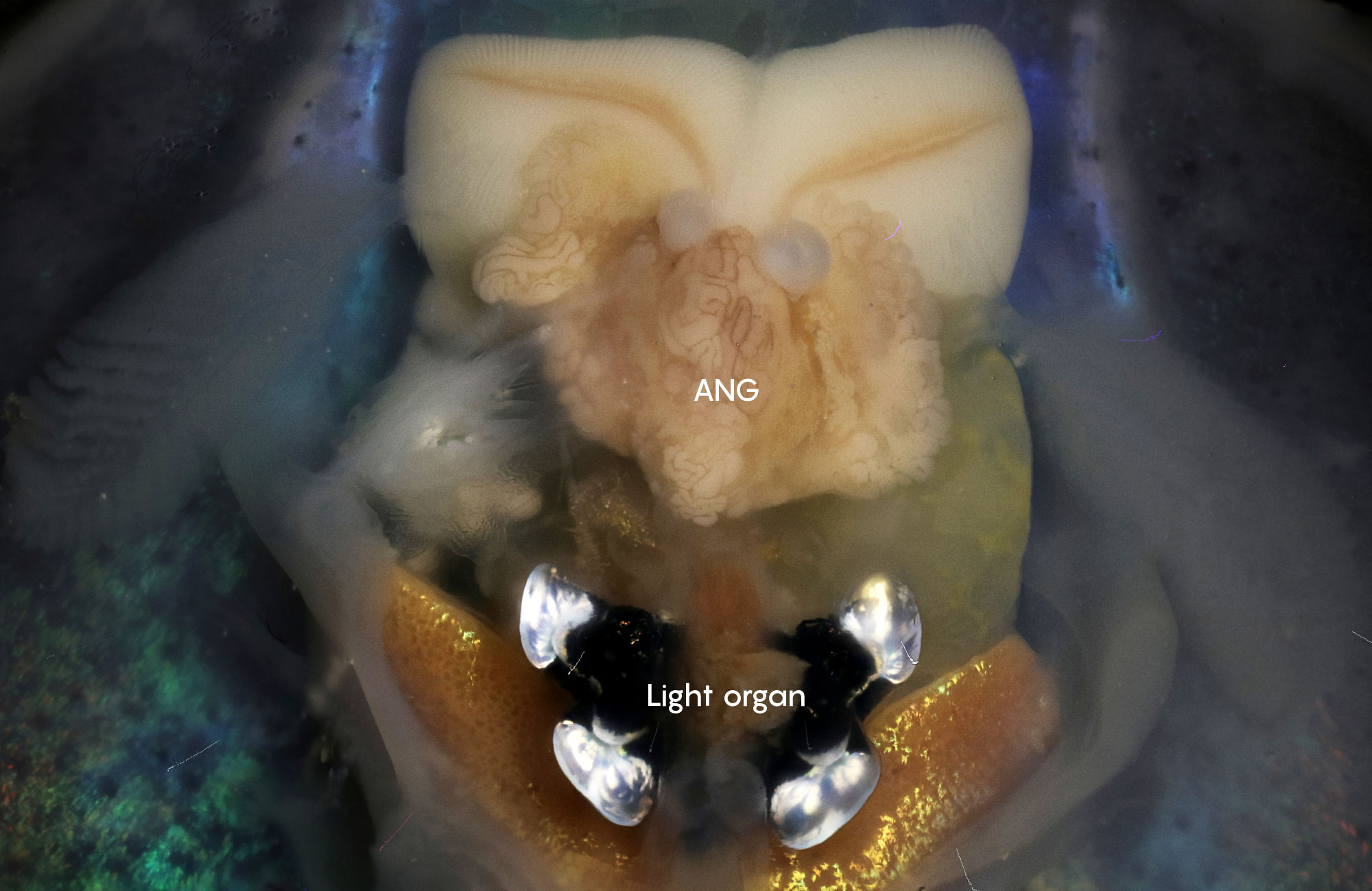 PHOTO: DISSECTION – Euprymna depicting ANG and Light Organ