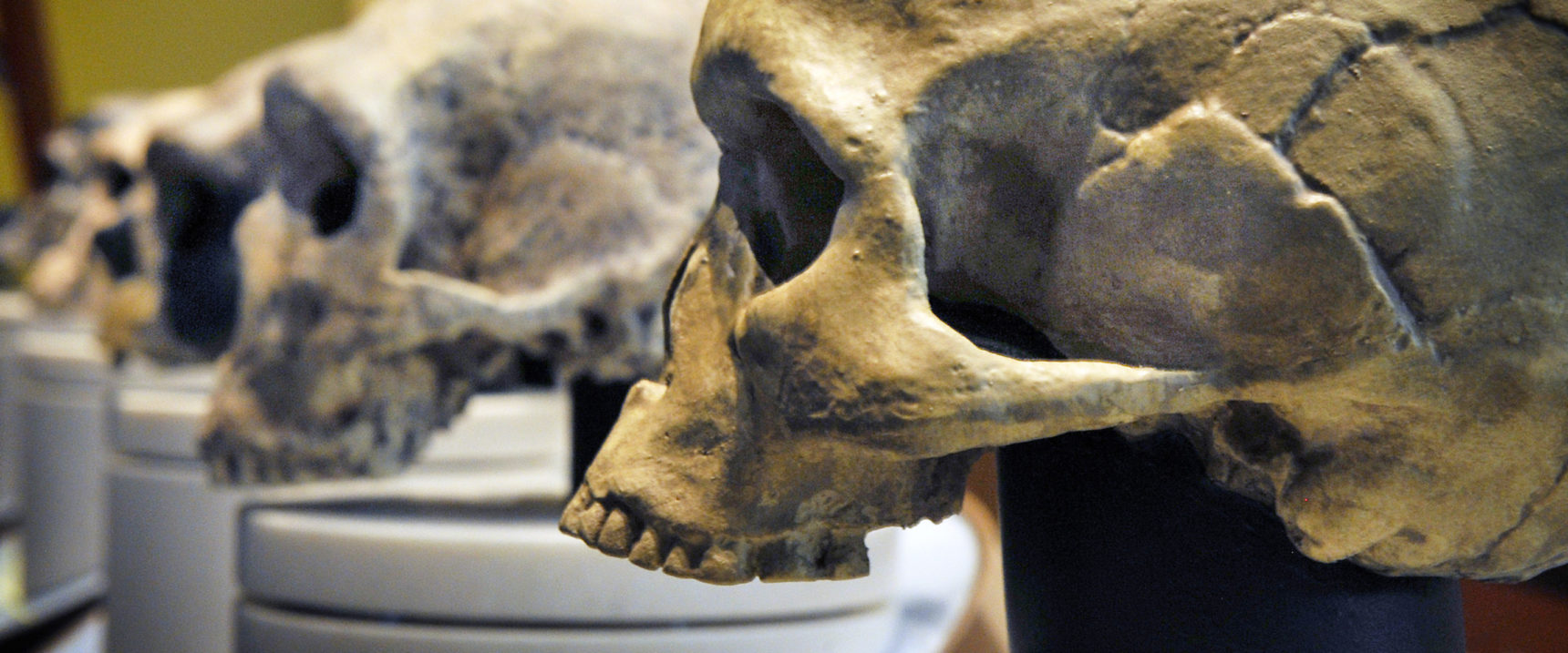 A row of skulls ending with homo sapiens, foreground, found at The Smithsonian Museum of Natural History’s Hall of Human Origins.