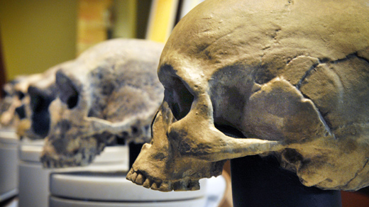 A row of skulls ending with homo sapiens, foreground, found at The Smithsonian Museum of Natural History’s Hall of Human Origins.