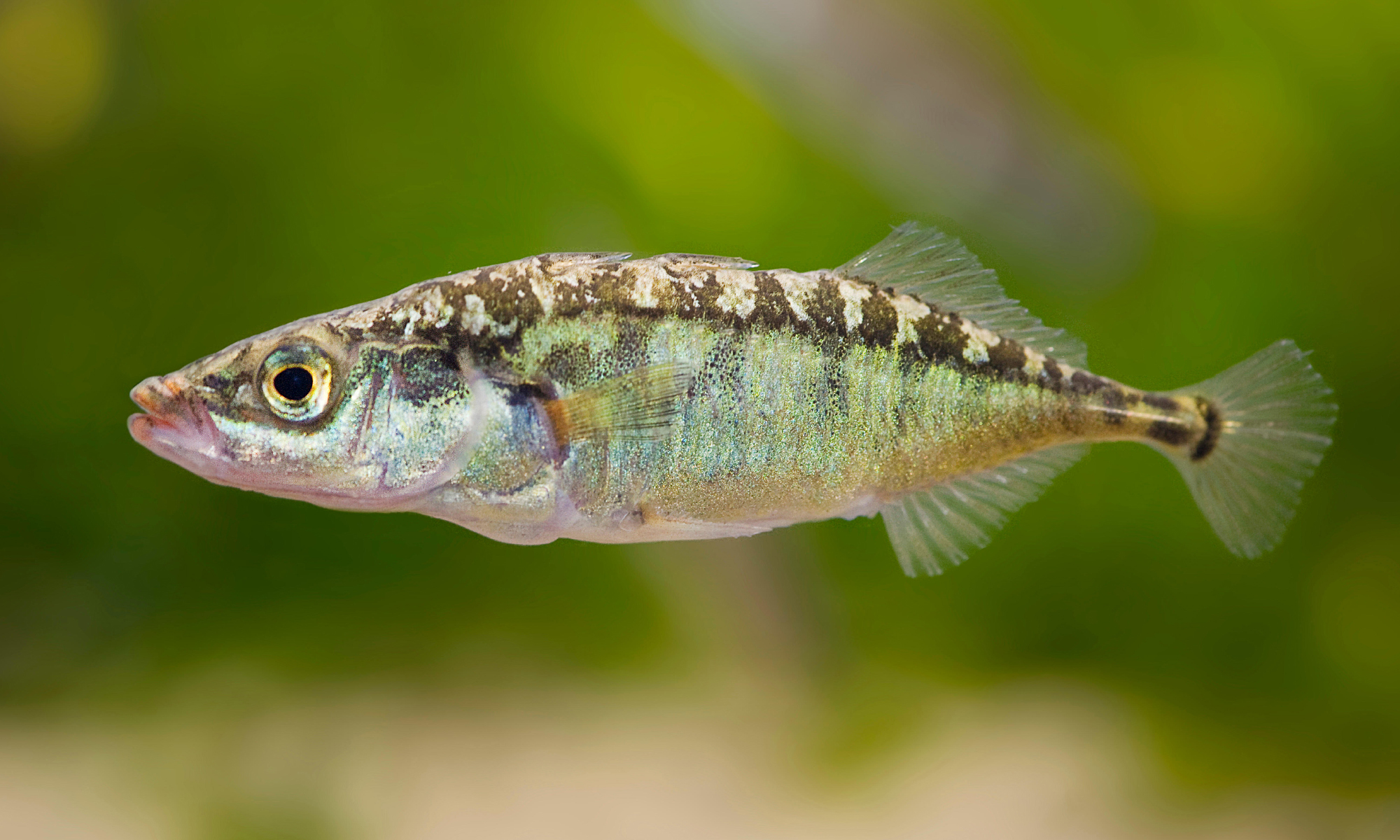 Photo of the three-spine stickleback fish.