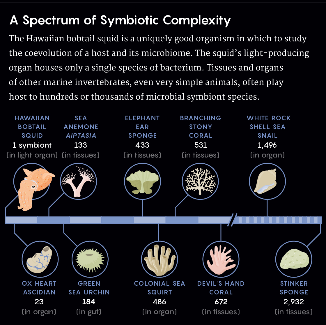 GRAPHIC: SYMBIOSIS SPECTRUM