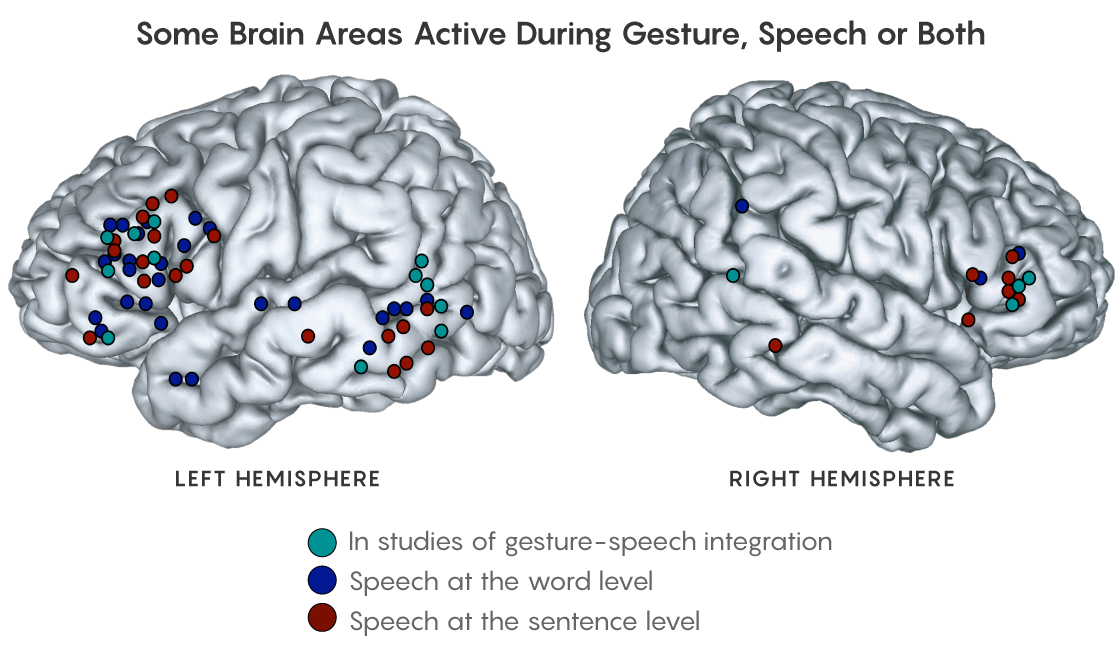 FIGURE: Showing the regions of the brain utilized during speech and gesture