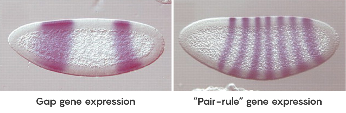 FIGURE: Gap gene expression compared to "Pair rule" gene expression