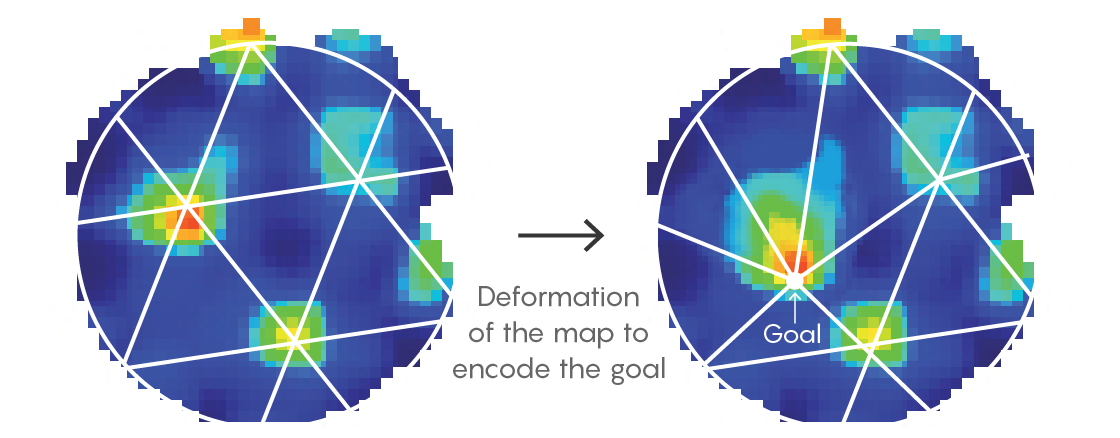 GRAPHIC: HOW BRAIN MAPS CHANGE