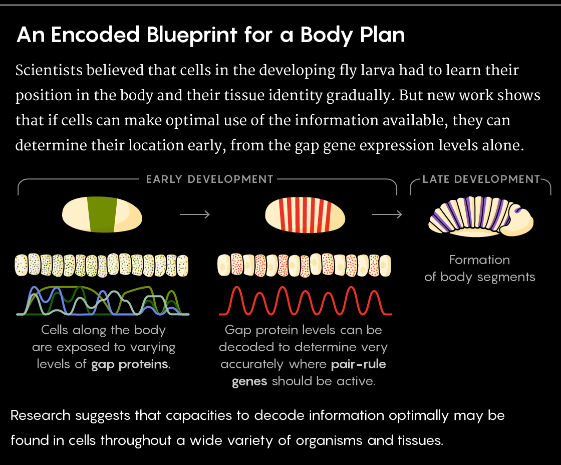 GRAPHIC: Showing the role of gap genes and pair-rule genes in embryonic development