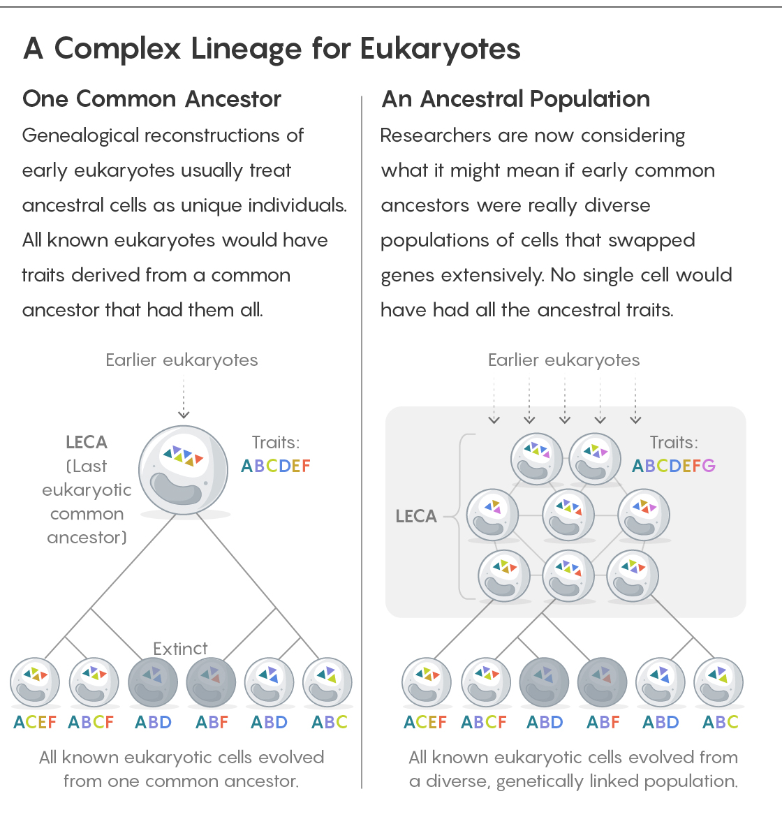 GRAPHIC: A COMPLEX LINEAGE FOR EUKARYOTES