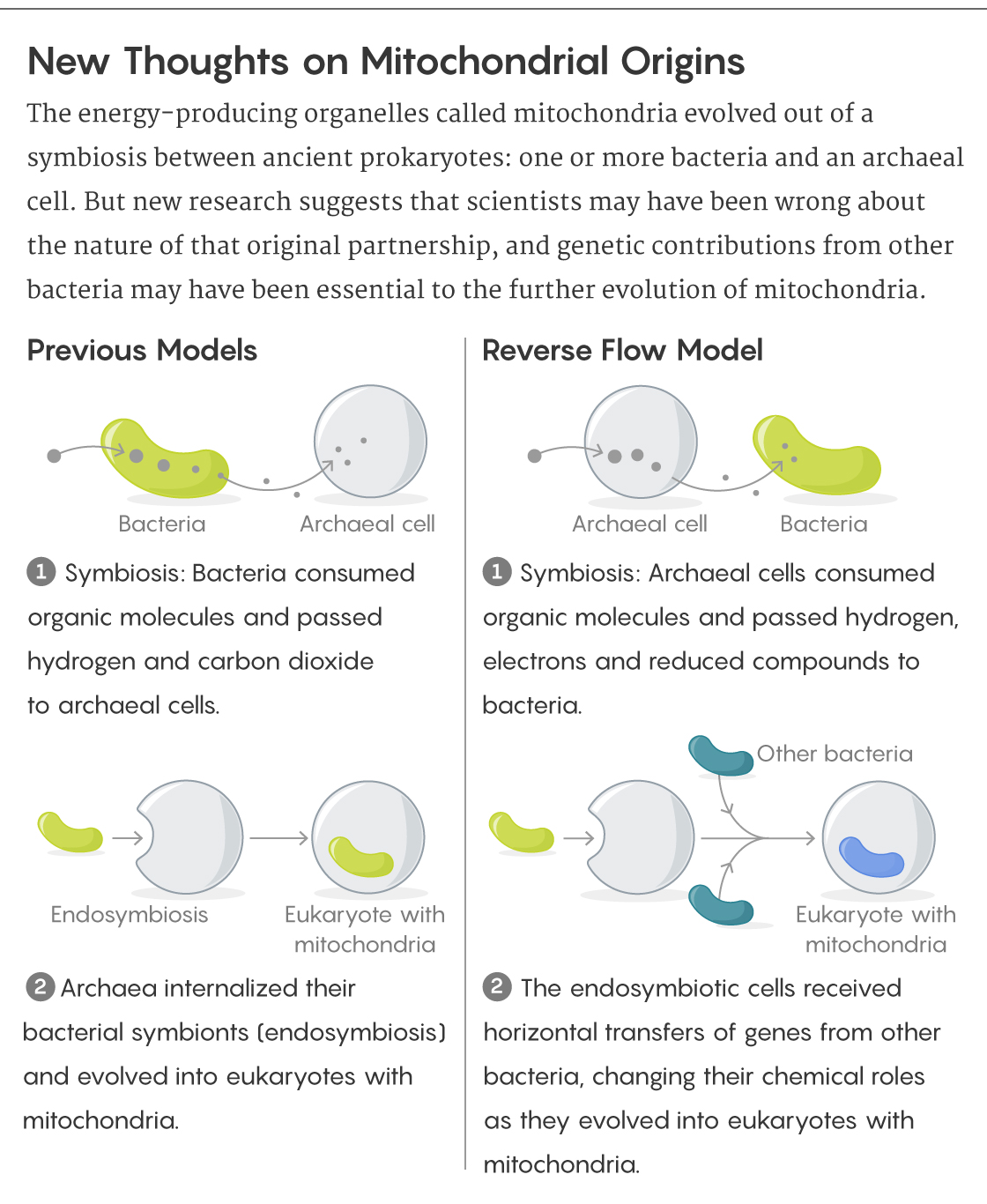 GRAPHIC: NEW THOUGHTS ON MITOCHONDRIAL ORIGINS