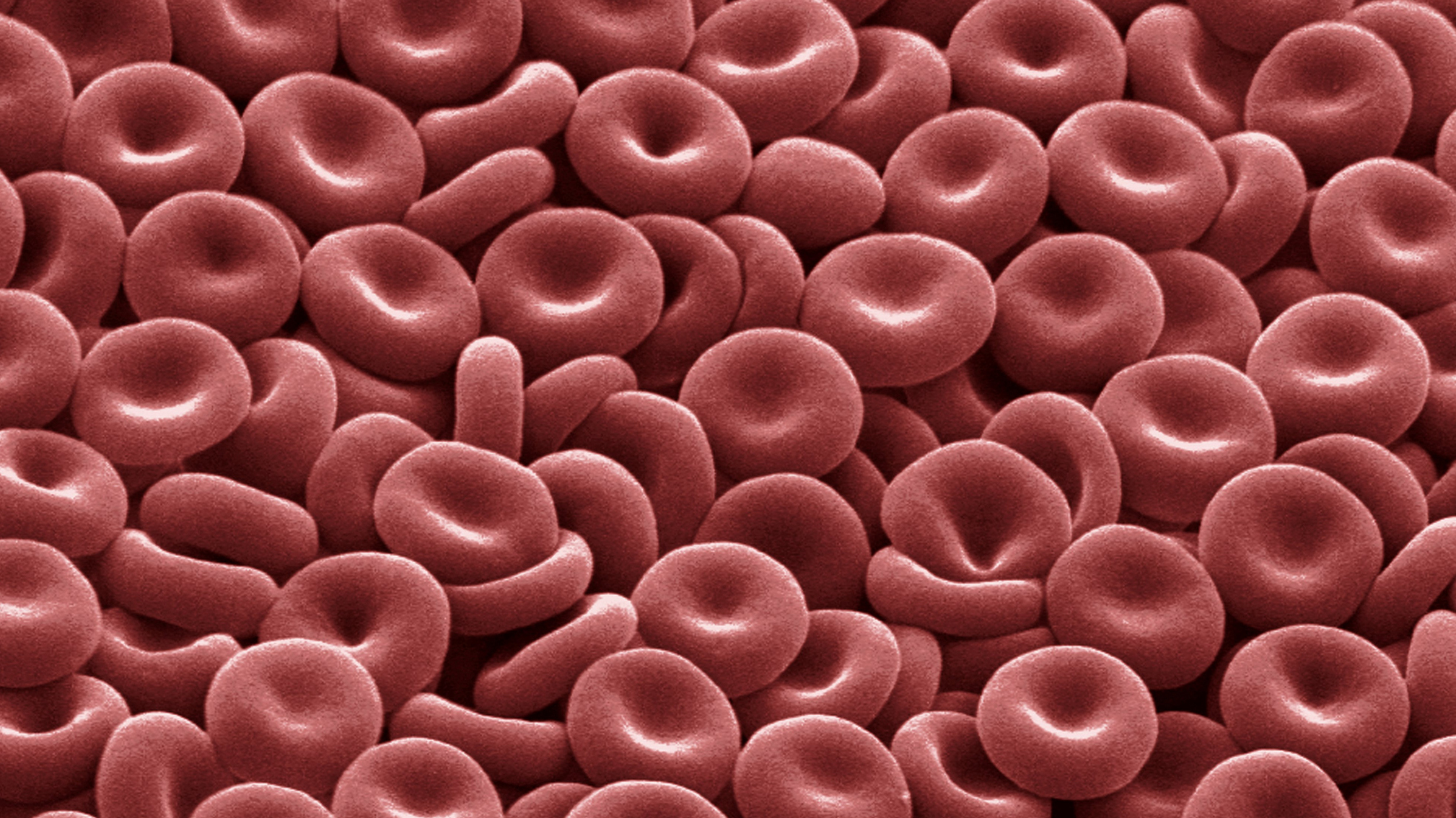 PHOTO: red blood cells