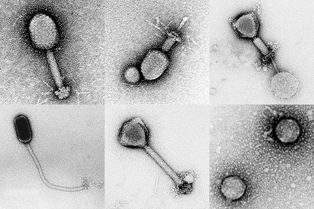 Micrograph collage of marine viruses