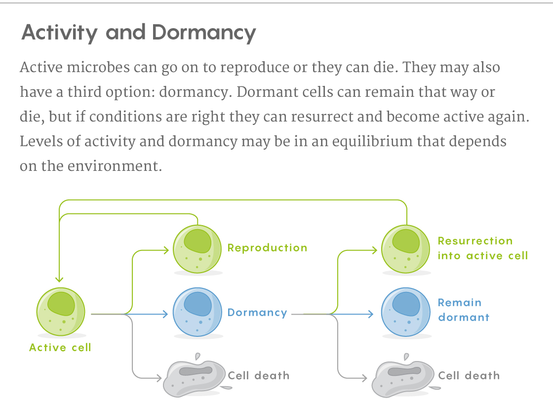 GRAPHIC: ACTIVITY AND DORMANCY