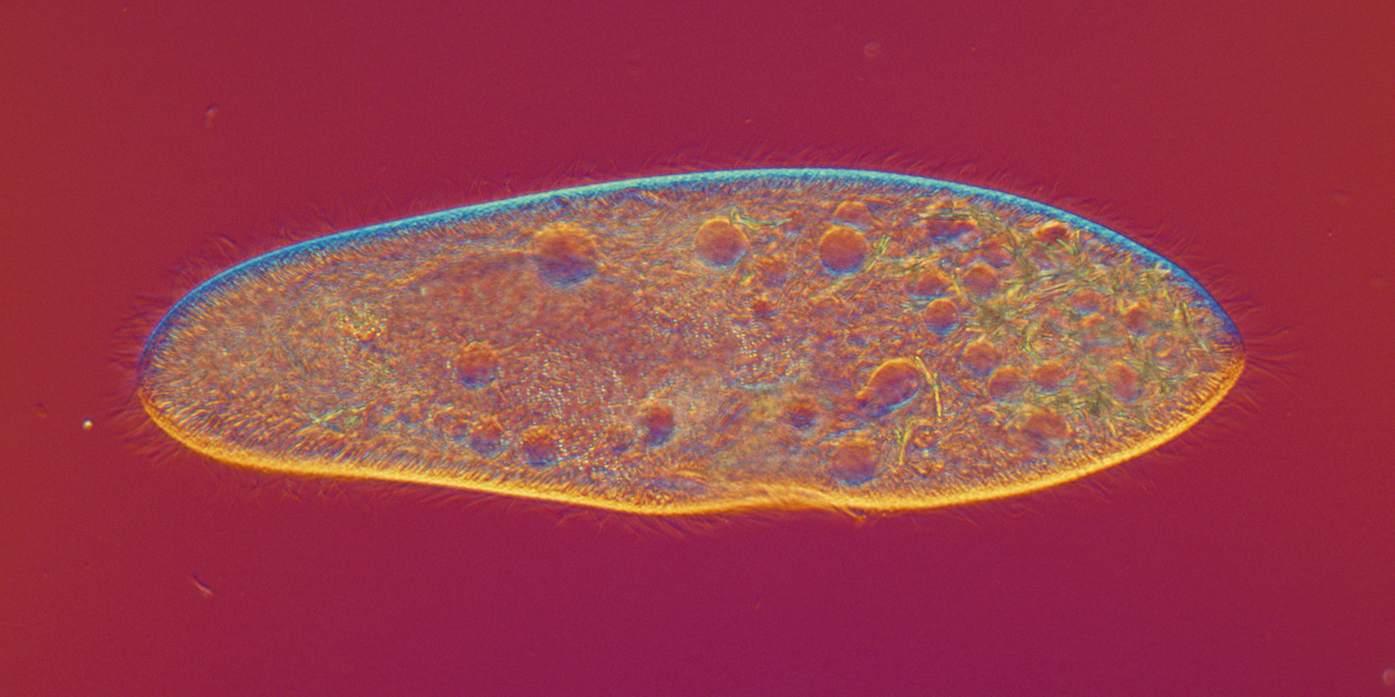 IMAGE: paramecium