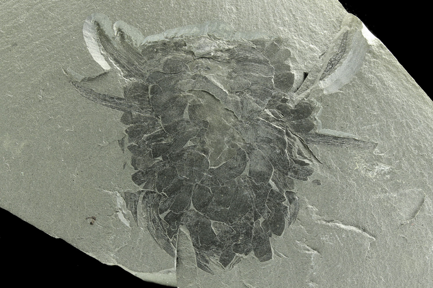 IMAGE: Wiwaxia fossil