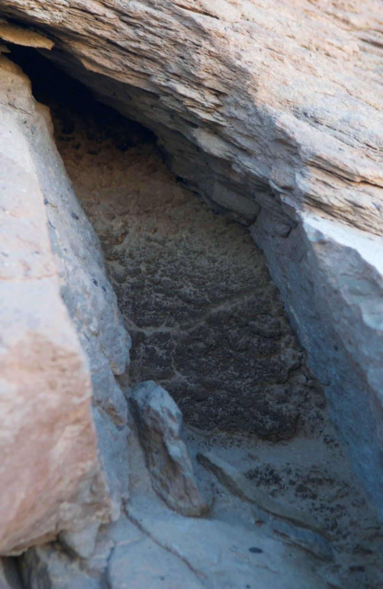 PHOTO: RODENT MIDDEN IN ATACAMA