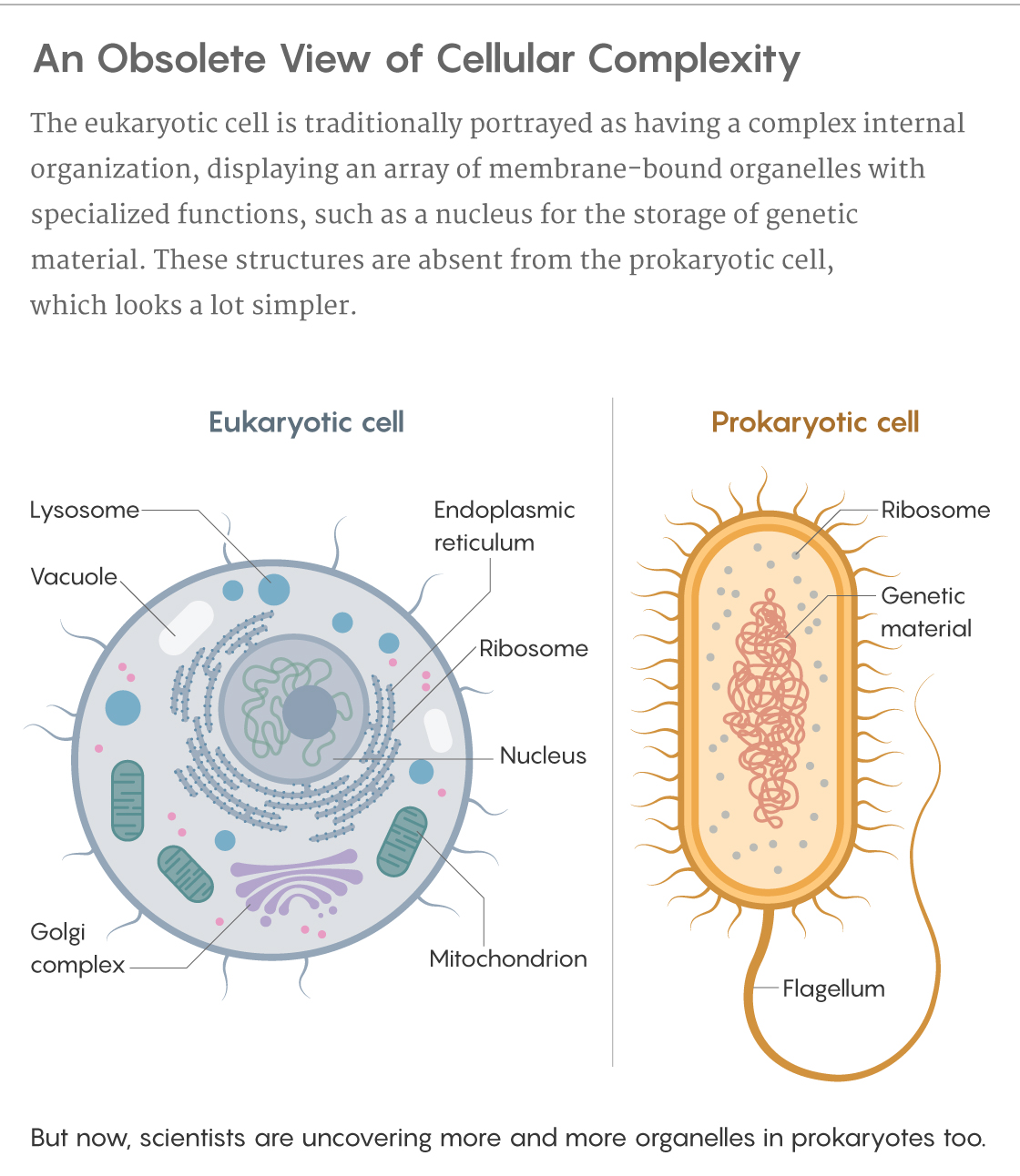 Graphic titled "An Obsolete View of Cellular Complexity". The eukaryotic cell is traditionally portrayed as having a complex internal organization, displaying an array of membrane-bound organelles with specialized functions, such as a nucleus for the storage of genetic material. These structures are absent from the prokaryotic cell, which looks a lot simpler. But now, scientists are uncovering more and more organelles in prokaryotes, too.