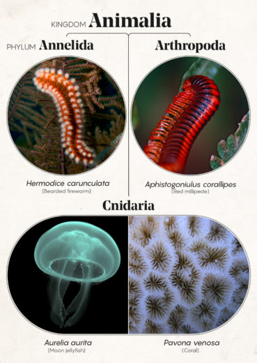 What’s In A Name? Taxonomy Problems Vex Biologists 