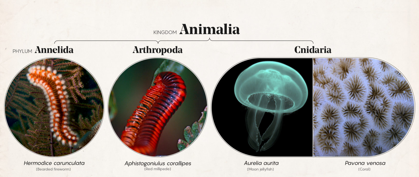 Art for "What’s in a Name? Taxonomy Problems Vex Biologists"