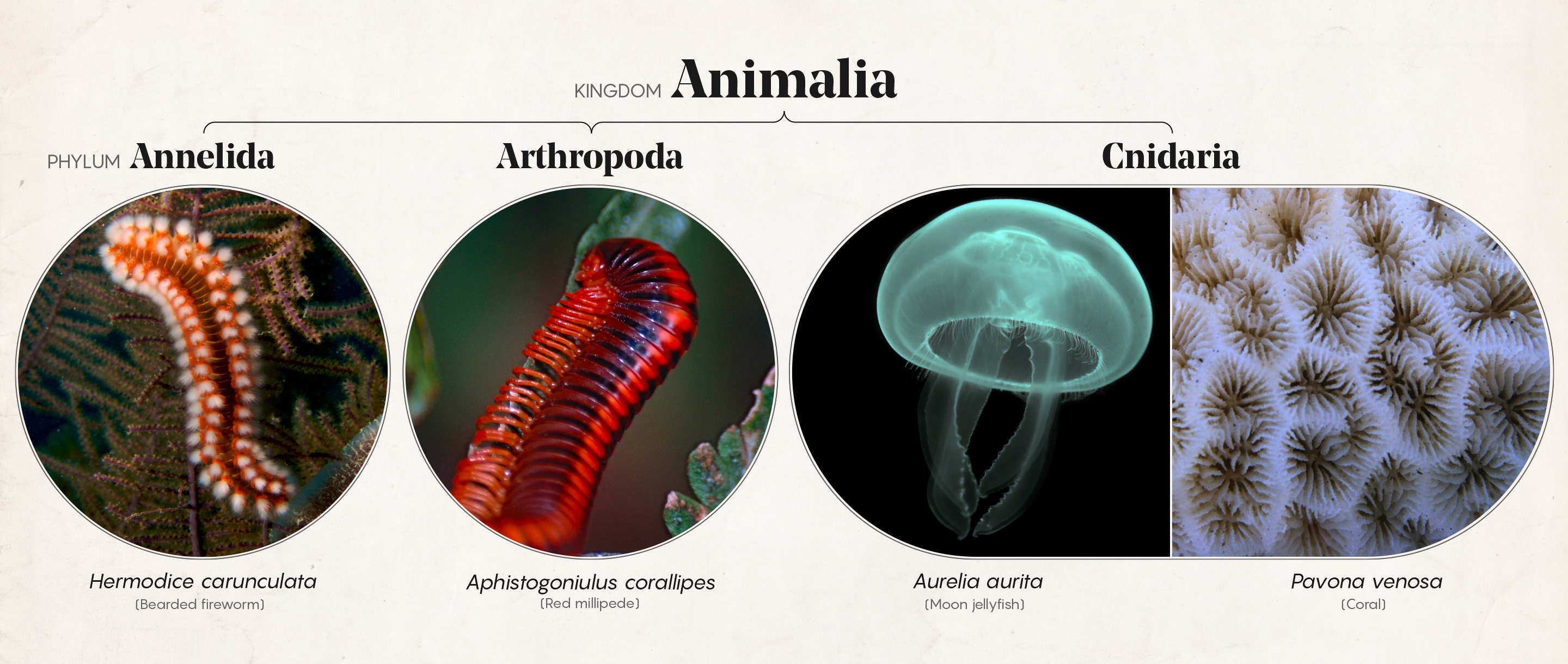 Art for "What’s in a Name? Taxonomy Problems Vex Biologists"