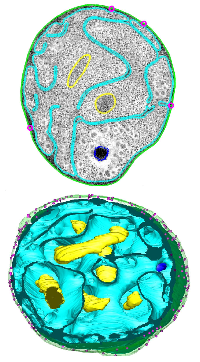 Electron micrograph (top) and whole-cell three-dimensional reconstruction (bottom) of the bacterium Gemmata obscuriglobus, a planctomycete noted for its highly complex membrane morphology. In both panels, the outer membrane is shown in green, the inner membrane in cyan, the DNA in yellow, a poly-phosphate granule in blue, and membrane invaginations in pink. Scale bar = 500nm. This image is adapted from Figures 1A and 1E of the following paper, cropped and with the polyphosphate granule in the top image highlighted more clearly (modifications performed using GIMP)