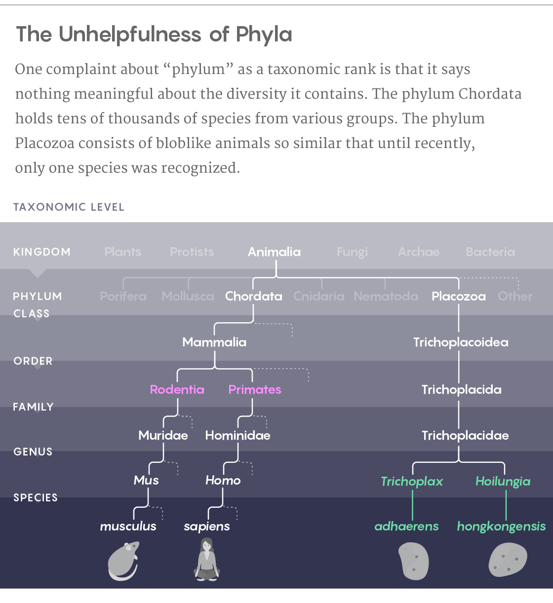 Graphic titled: The Unhelpfulness of Phyla. Text below: One complaint about “phylum” as a taxonomic rank is that it says nothing meaningful about the diversity it contains. The phylum Chordata holds tens of thousands of species from various groups. The phylum Placozoa consists of bloblike animals so similar that until recently, only one species was recognized.