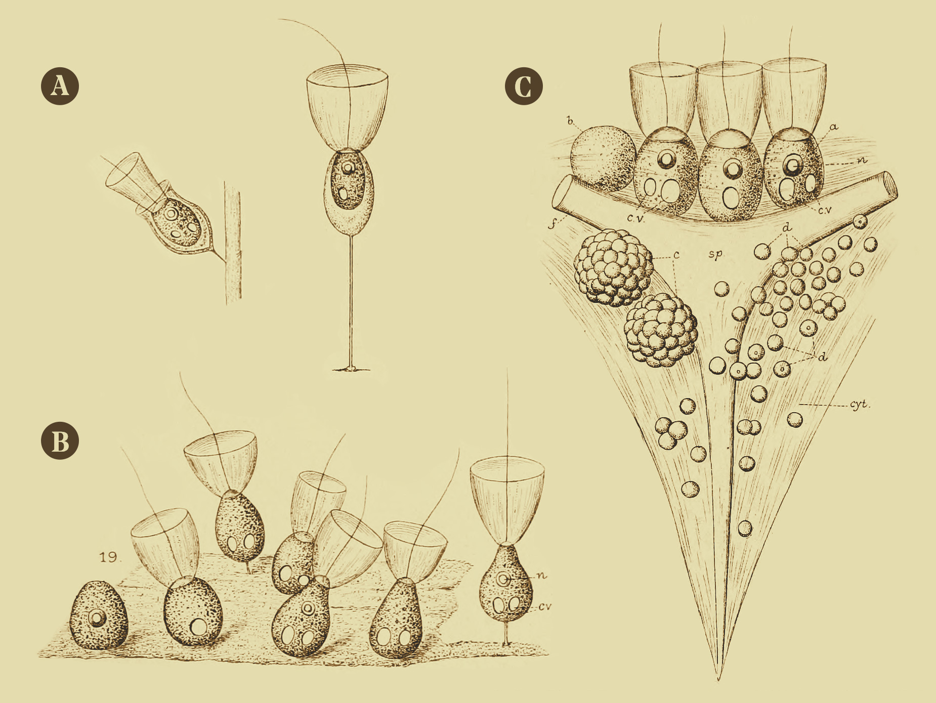 IMAGE: ILLUSTRATION FROM 1880s of CHOANOCYTES VS. CHOANOFLAGELLATES