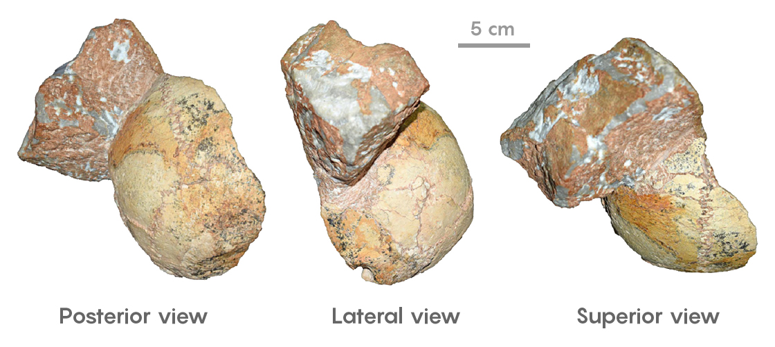 Alt text caption: Three views of the Apdima 1 fossil skull.