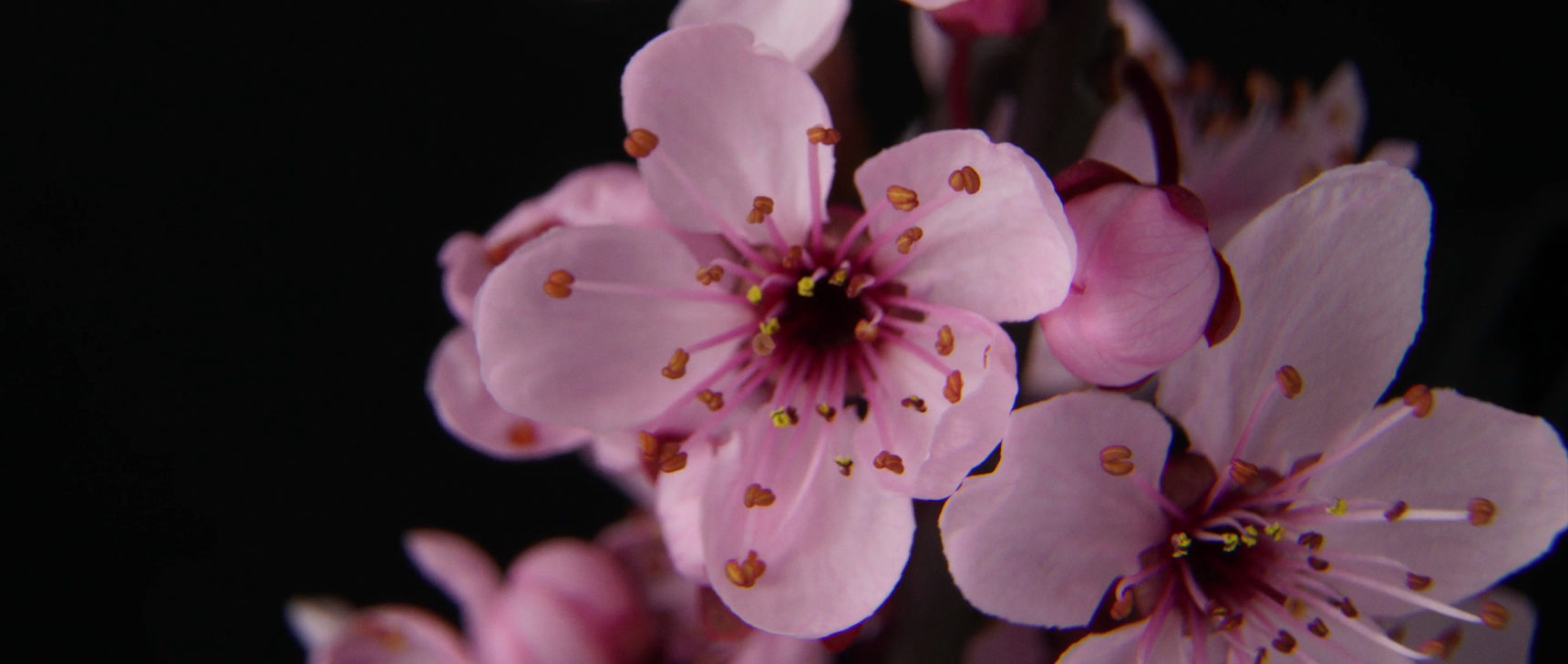 VIDEO OPENER: TIME-LAPSE OF FLOWER OPENING.