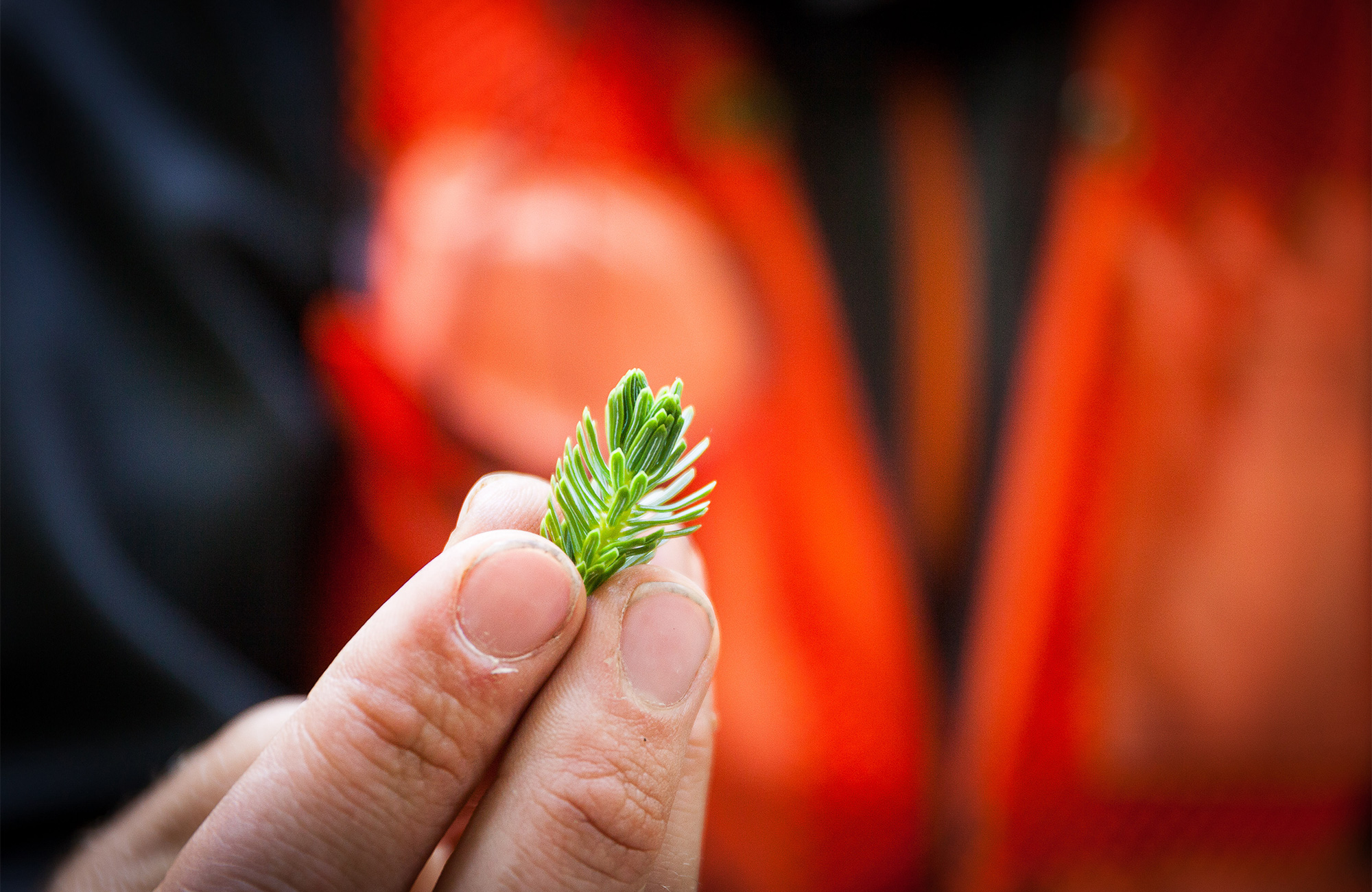 PHOTO: TIP OF SPRUCE BRANCH