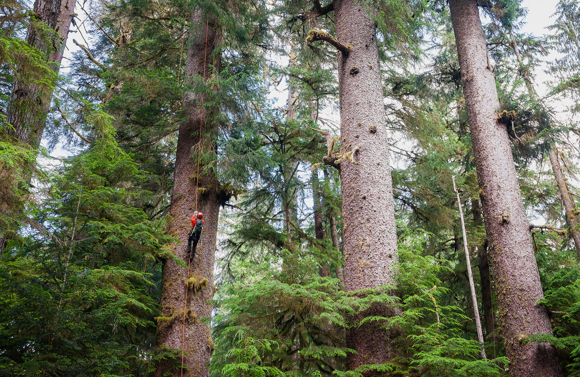 DIPTYCH PHOTOS: CLIMBING TRUNKS OF TREES