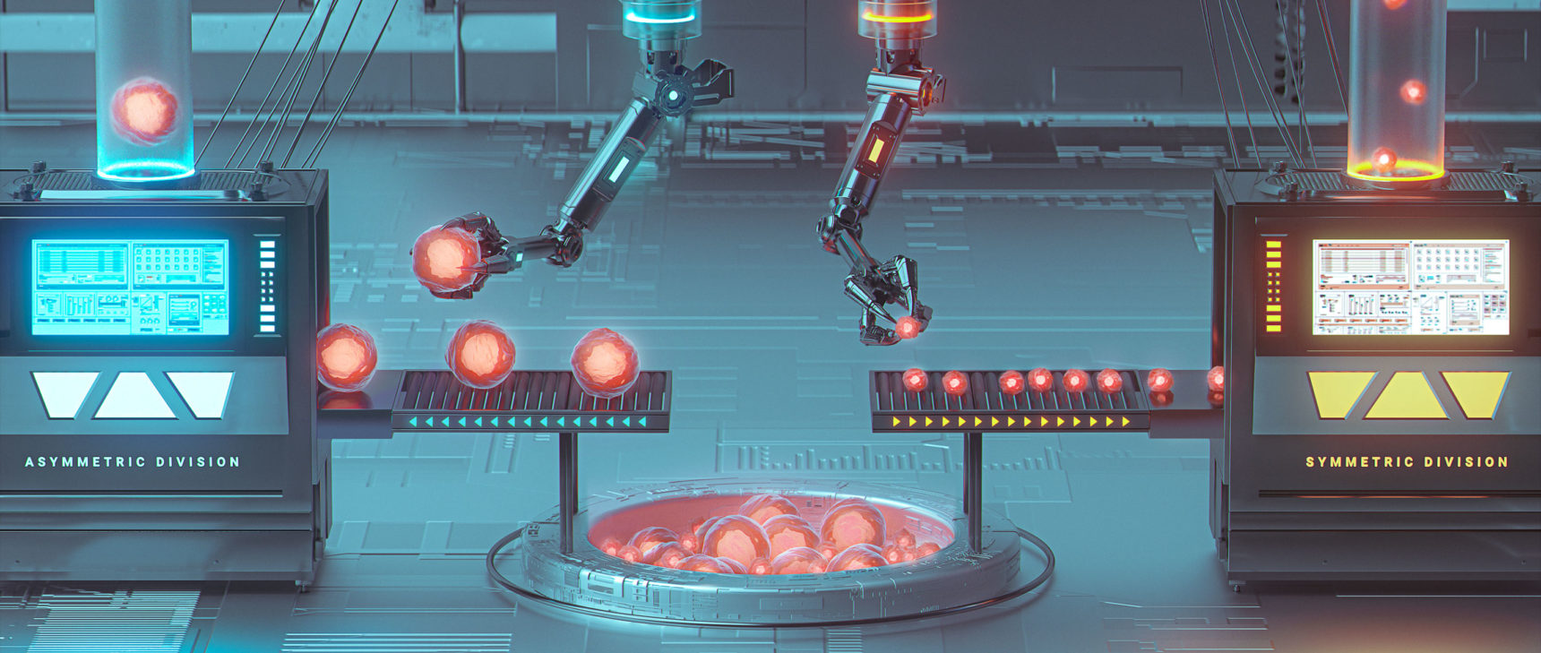 An illustration of a machine with two mechanical arms sorts cells by size into processing lines marked “Asymmetric Division” and “Symmetric Division.”