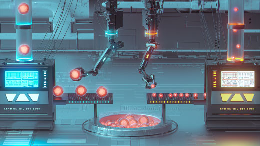 An illustration of a machine with two mechanical arms sorts cells by size into processing lines marked “Asymmetric Division” and “Symmetric Division.”