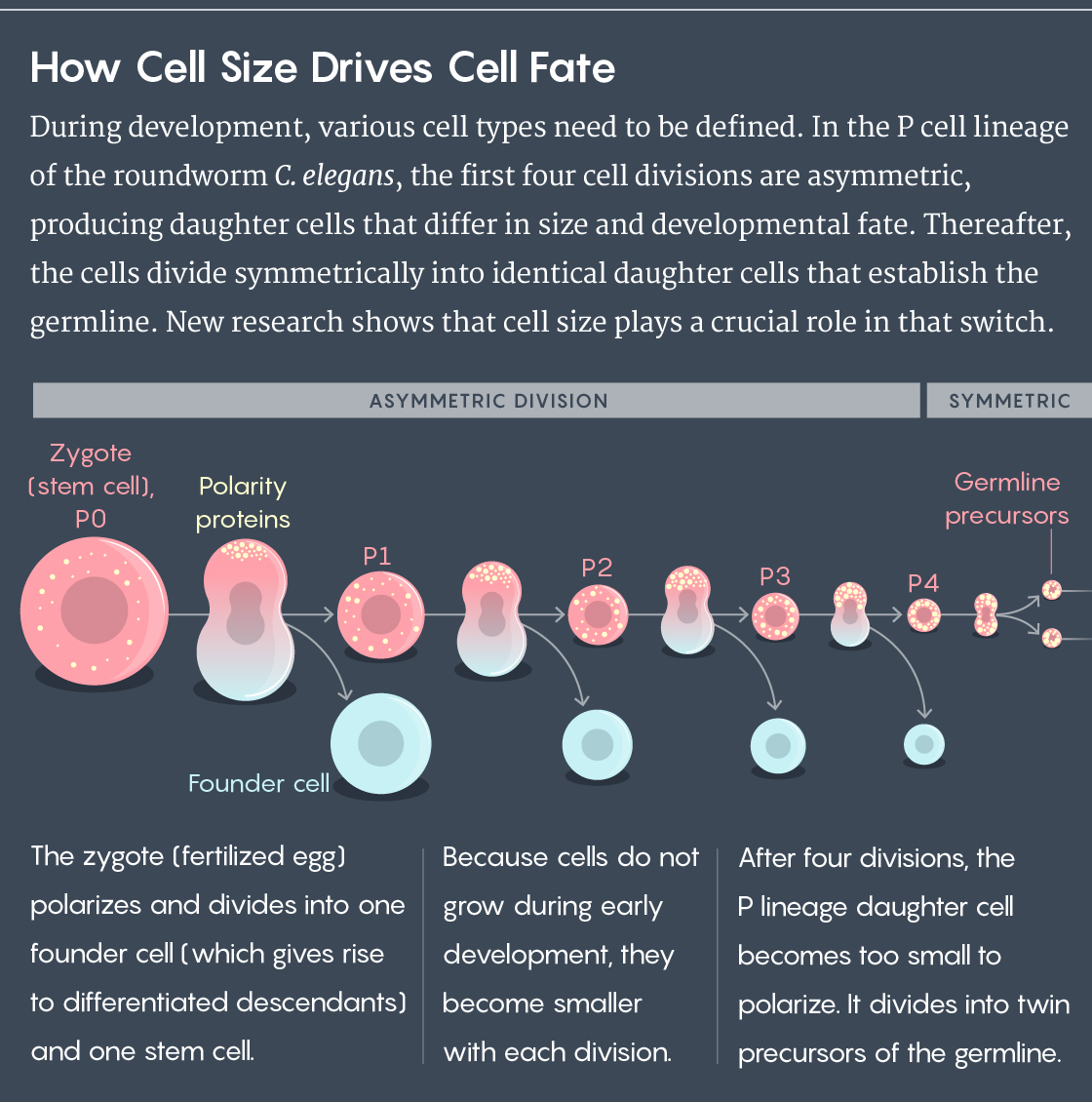 Infographic titled "How Cell Size Drives Cell Fate.” Description: "During development, various cell types need to be defined. In the P cell lineage of the roundworm C. elegans, the first four cell divisions are asymmetric, producing daughter cells that differ in size and developmental fate. Thereafter, the cells divide symmetrically into identical daughter cells that establish the germline of stem cells. New research shows that cell size plays a crucial role in that switch." Next is a diagram that shows a stem cell, P0, filled with stem cell polarity proteins. The text underneath reads "The zygote (fertilized egg) polarizes and divides into one founder cell (which gives rise to differentiated descendants) and one stem cell.” The proteins huddle towards one end of the cell causing P0 to divide asymmetrically, resulting in a smaller stem cell, P1, and a founder cell. P1, is filled with stem cell polarity proteins. The text underneath this portion reads "Because cells do not grow during early development, they become smaller with each division.” The proteins huddle towards one end of the cell causing P1 to divide asymmetrically, resulting in a smaller stem cell, P2, and a founder cell. P2, is filled with stem cell polarity proteins. The proteins huddle towards one end of the cell causing P2 to divide asymmetrically, resulting in a smaller stem cell, P3, and a founder cell. P3, is filled with stem cell polarity proteins. The proteins huddle towards one end of the cell causing P3 to divide asymmetrically, resulting in a smaller stem cell, P4, and a founder cell. P4, is filled with stem cell polarity proteins. The proteins cannot huddle towards the one end of the cell because the cell is too small. P4 divides symmetrically, resulting in two identical smaller stem cells. These identical stem cells are labeled as the germline precursor cells. Lastly, the text here reads "After four divisions, the P lineage daughter cell becomes too small to polarize. It divides into twin precursors of the germline.”