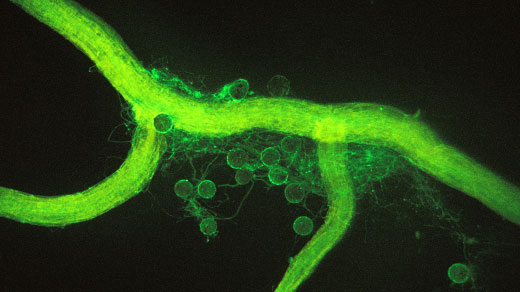 Root glowing green against black background. Small spheres and threadlike filaments surround it.