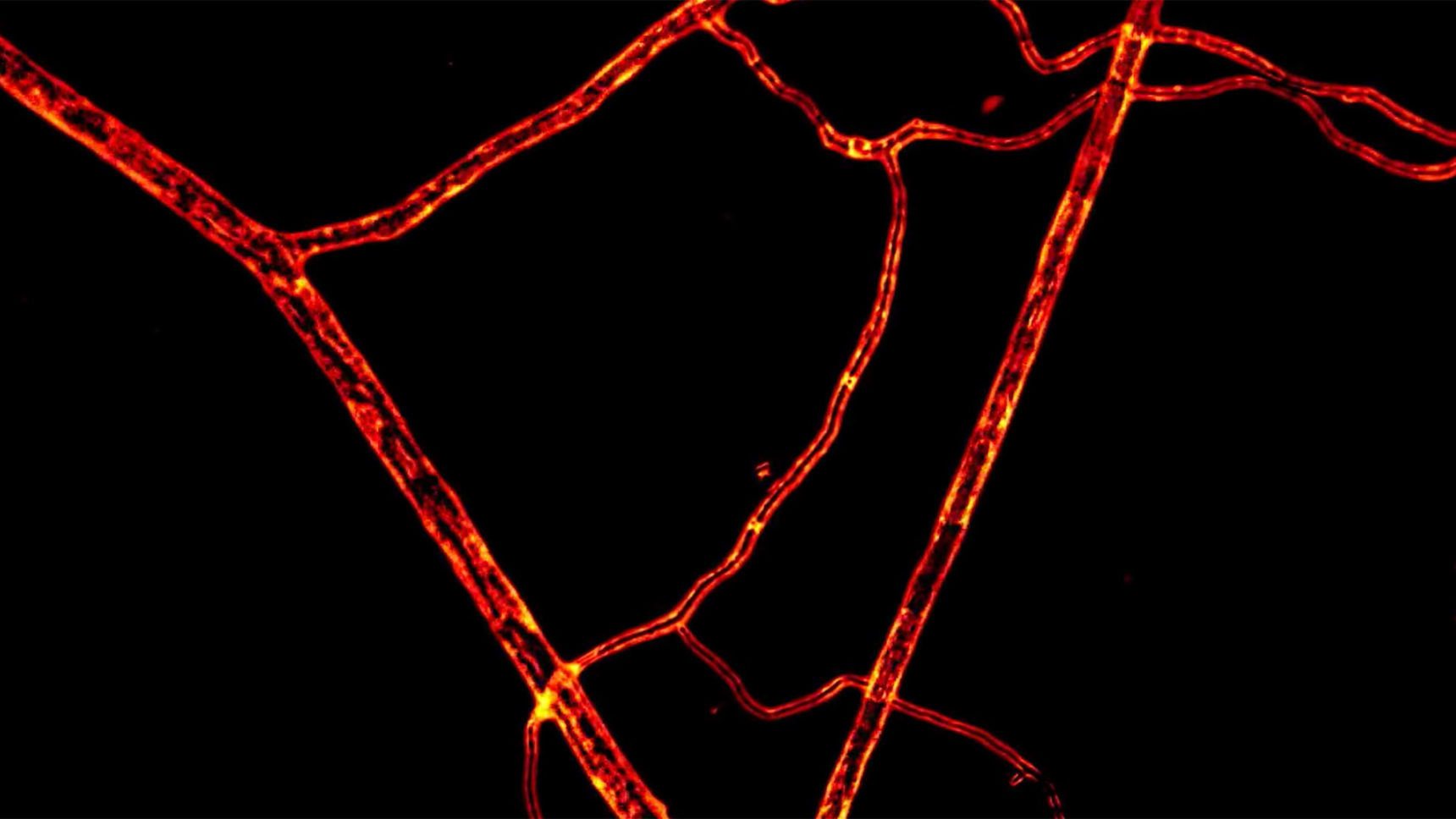 Material flows through a network of thin fungal filaments. The direction of the flow periodically reverses in parts of the network.