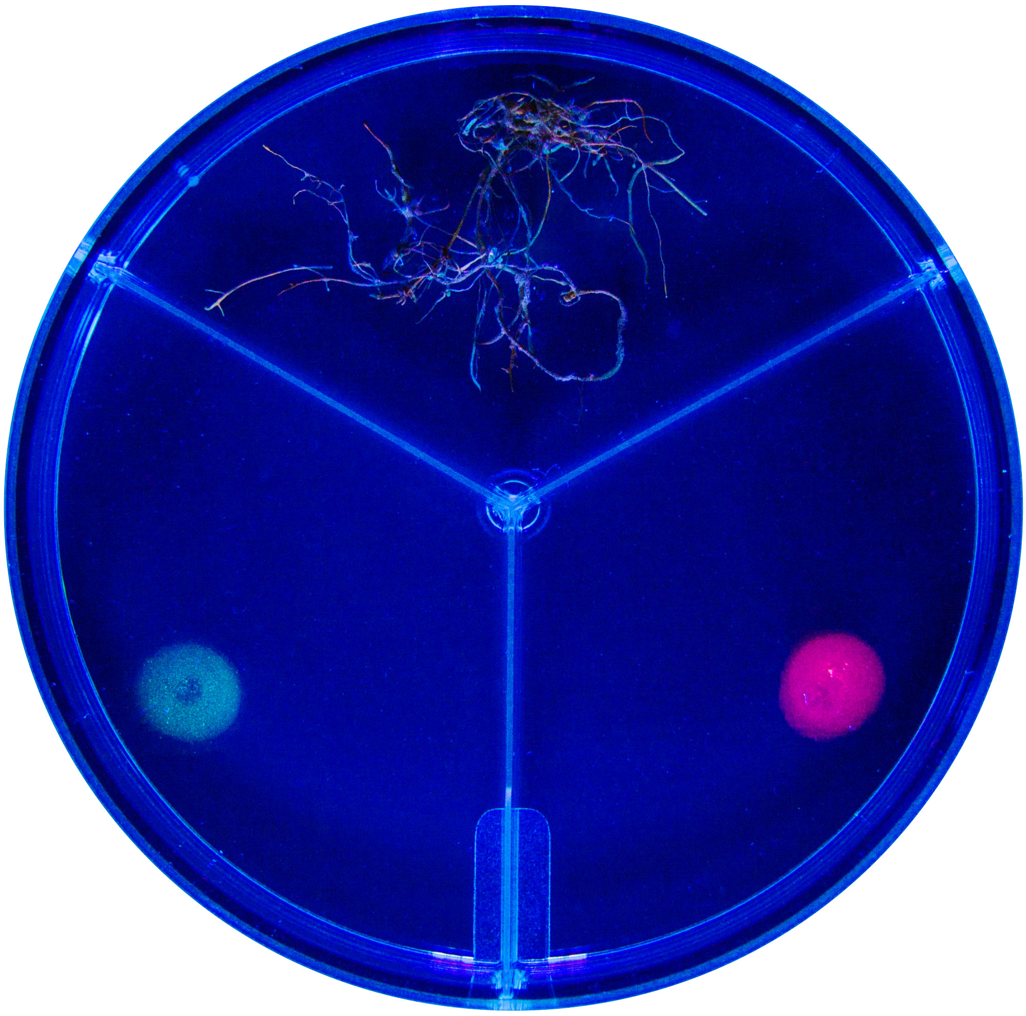 Petri dish divided into three radial segments, with carrot roots and fungi growing in one segment and nutrients deposited in the other two.