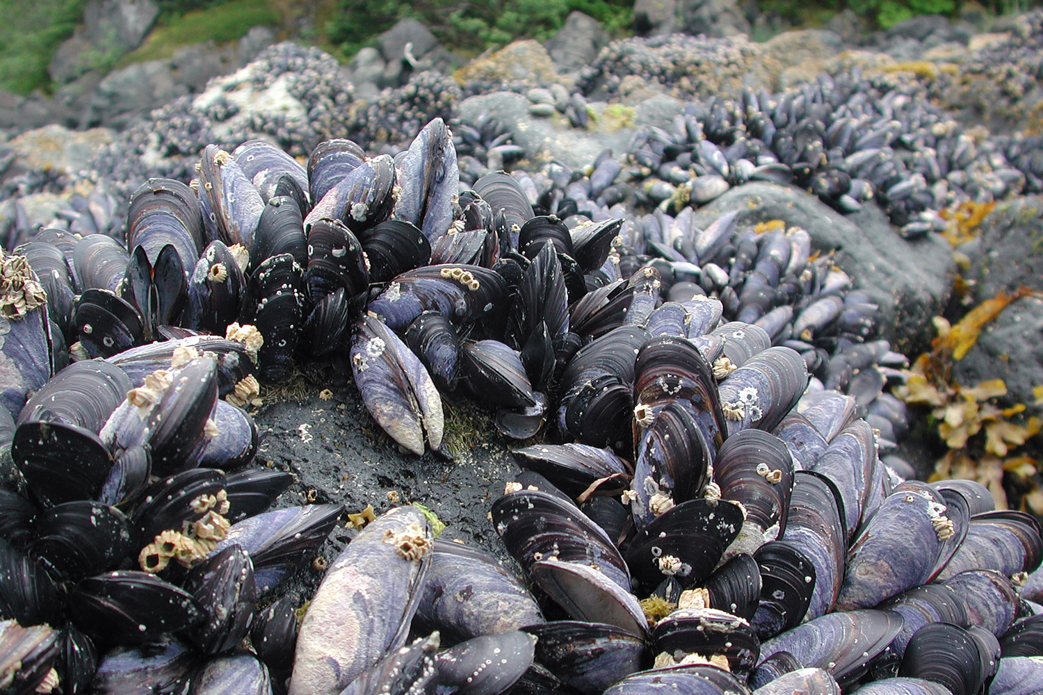 Photo of a cluster of elongated gray-and-white mussels on shoreline rocks.