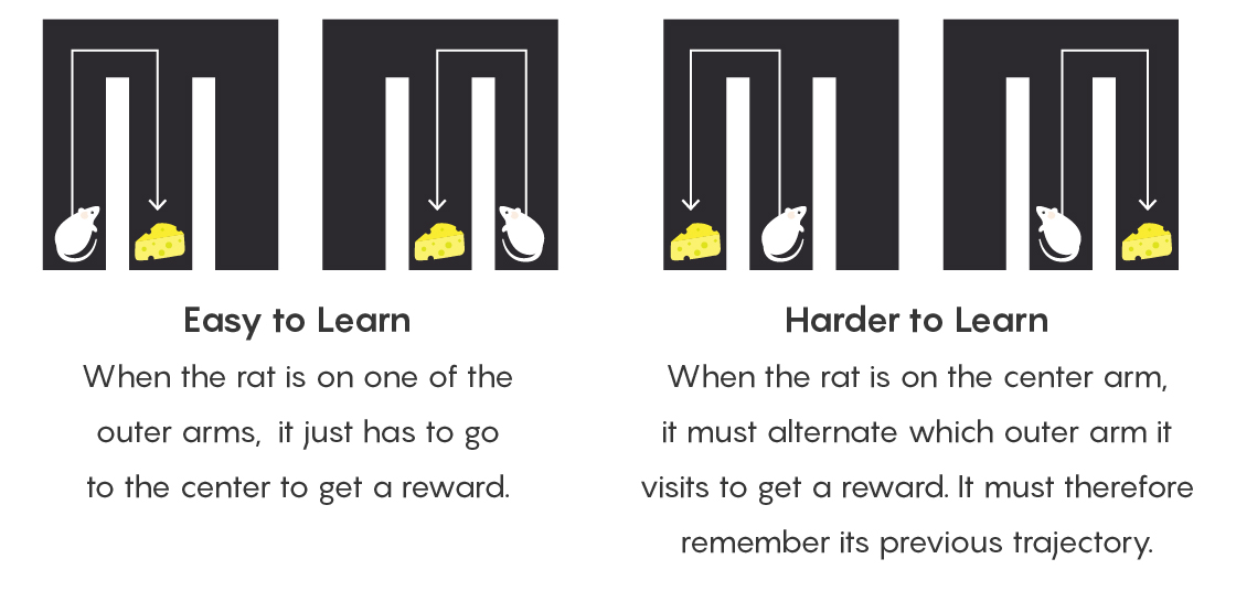 A comparison of the paths that a rat must follow in an M-shaped maze to get a reward. On the left is an easy pattern for the rat to learn: If it is in an outer arm, it gets a reward by going to the center arm. On the right is a pattern that is harder to learn: When the rat is in the center, it must remember to alternate which outer arm it visits to get a reward.