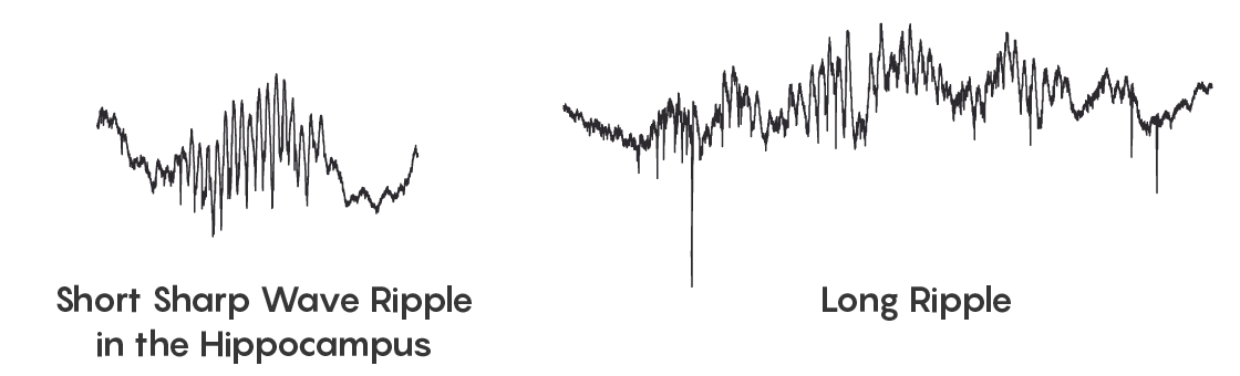 A pair of brain wave traces showing the sharp wave ripple; the trace on the right looks like a stretched out version of the one on the left.