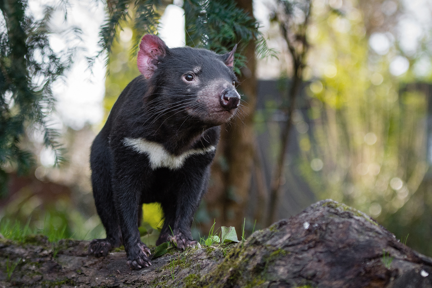 Photo of Tasmanian devil, a small black carnivorous mammal with a rounded snout, standing on a log.