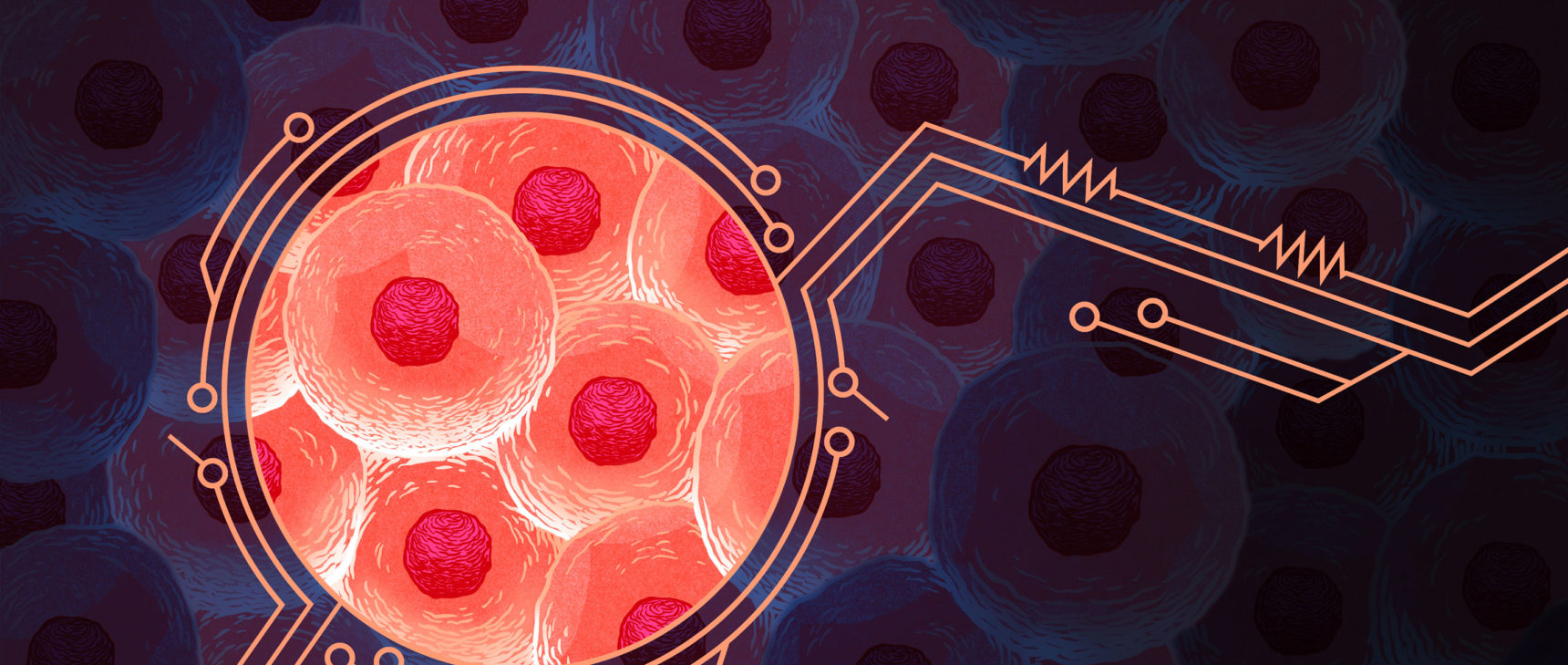 An illustration that shows a fanciful view of cells in terms of electrical circuitry.