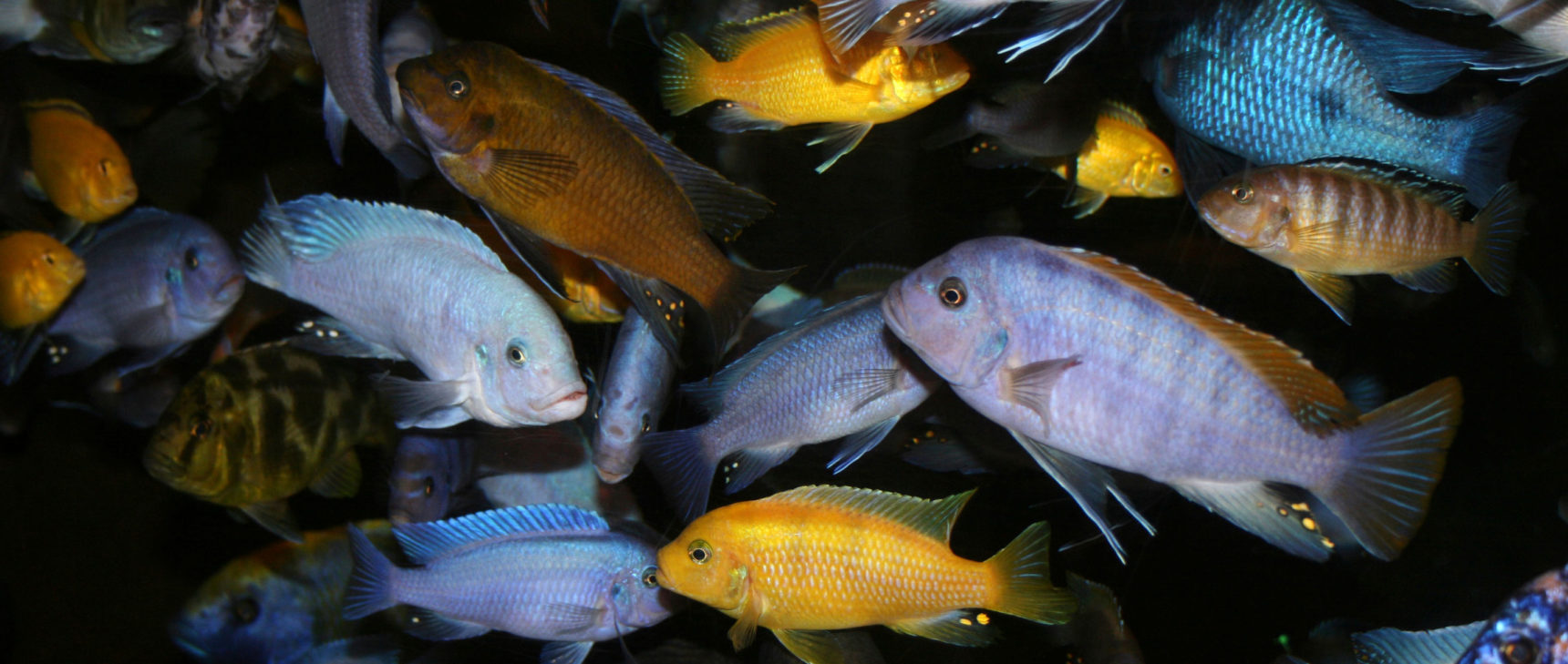 Cichlid fish of diverse colors and shapes swim together.