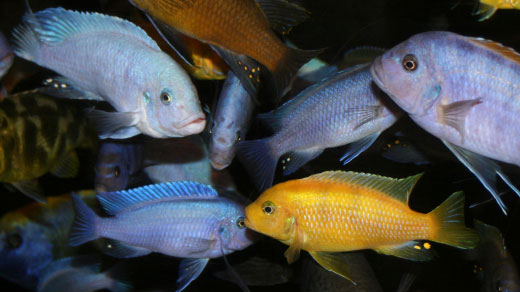 Cichlid fish of diverse colors and shapes swim together.