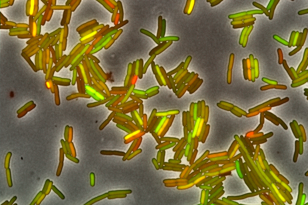 Rod shaped bacteria glow in different shades of red, yellow and green.