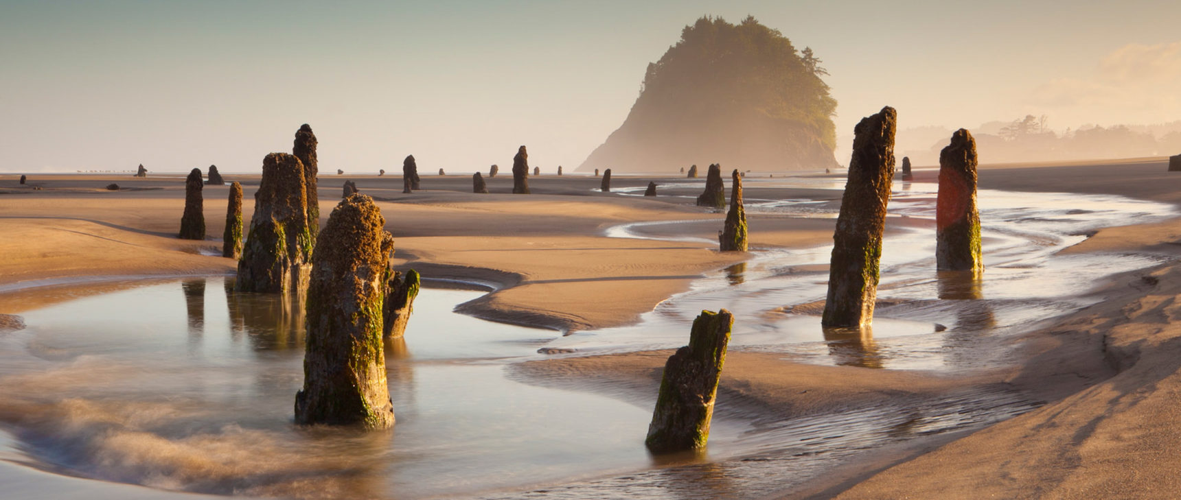 A sandy beach at low tide dotted with ancient tree stumps.