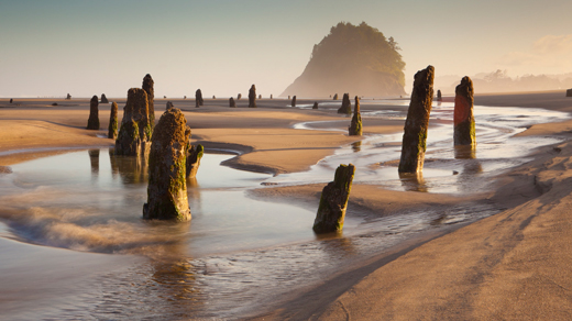 A sandy beach at low tide dotted with ancient tree stumps.