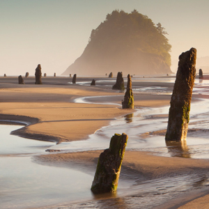 A sandy beach at low tide dotted with ancient tree stumps.