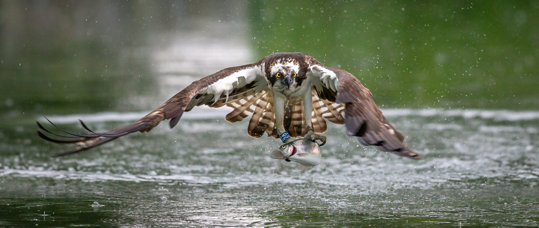 An osprey flying low over a river holds a trout in its claws.