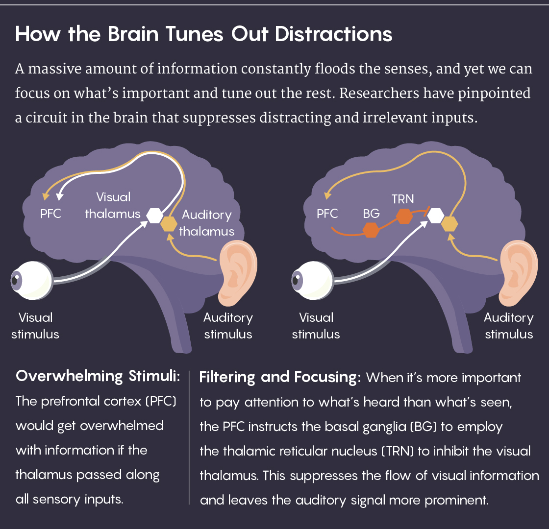 GRAPHIC: How the Brain Tunes Out Distractions